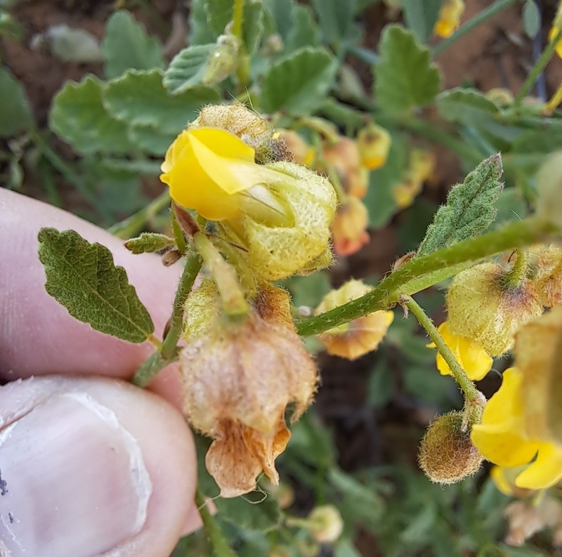 Hermannia scordifolia photo 8