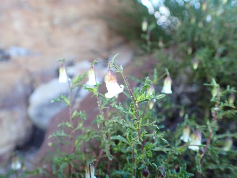 Hermannia sisymbriifolia