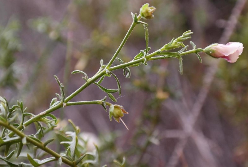 Hermannia sisymbriifolia photo 2