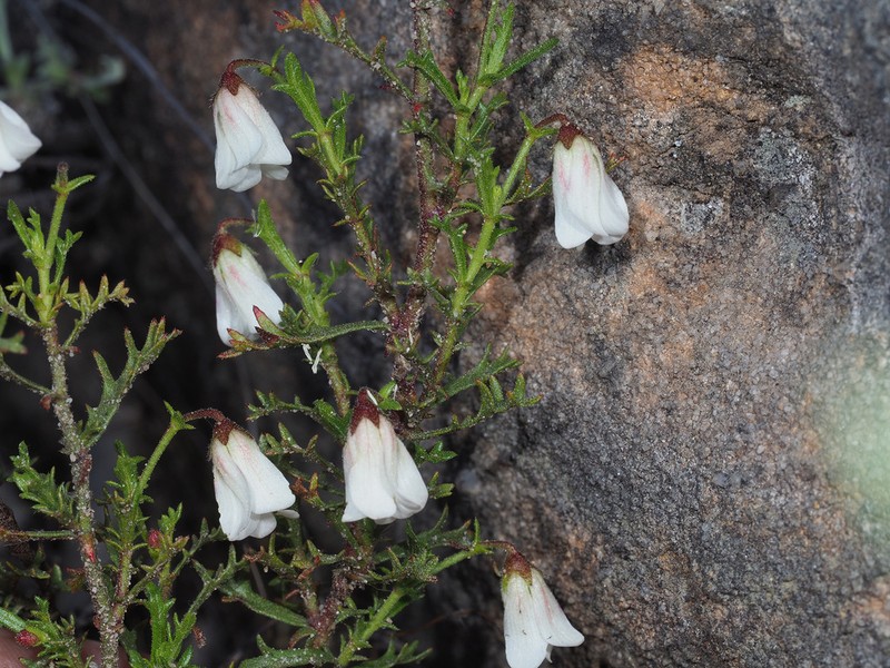 Hermannia sisymbriifolia photo 3