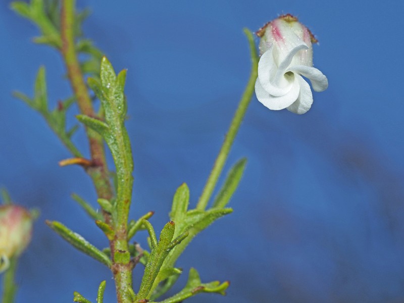 Hermannia sisymbriifolia photo 4