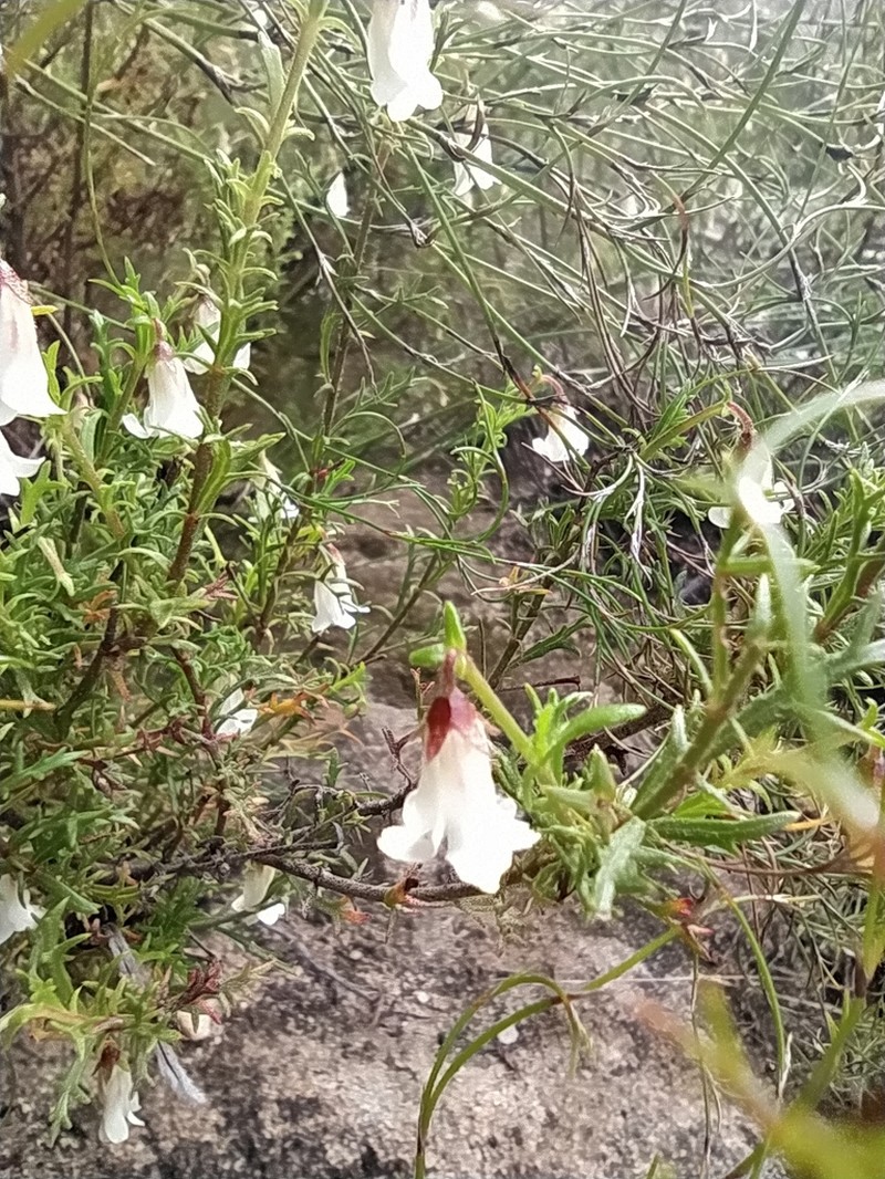 Hermannia sisymbriifolia photo 5