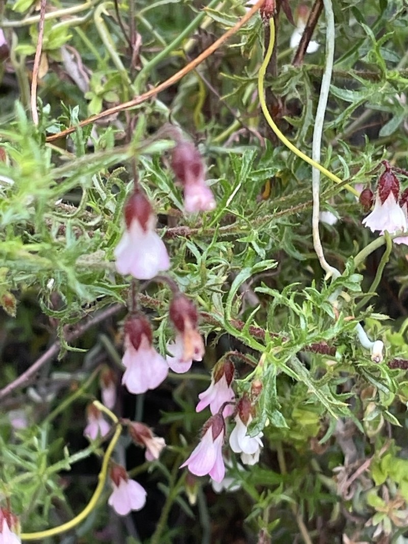 Hermannia sisymbriifolia photo 6