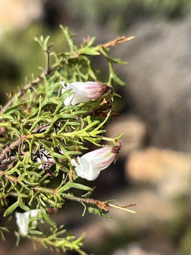 Hermannia sisymbriifolia photo 7