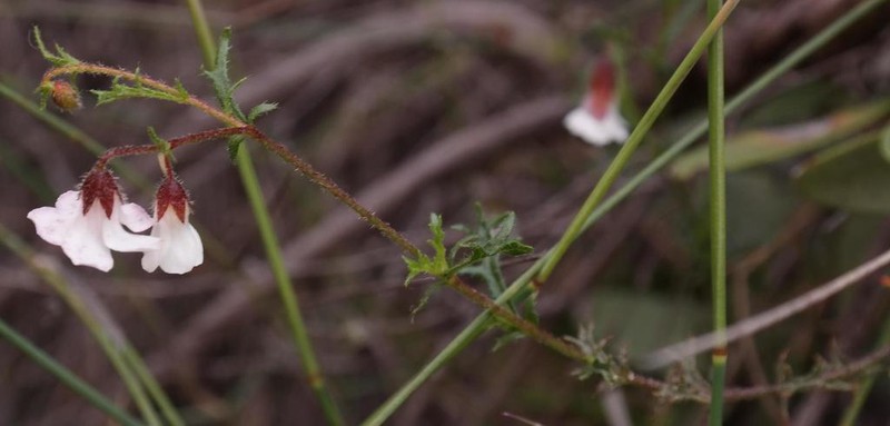Hermannia sisymbriifolia photo 8