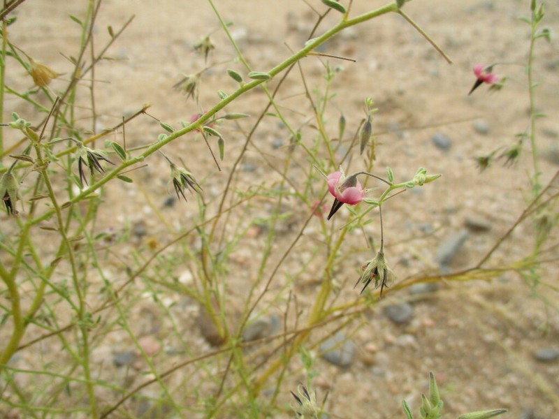 Hermannia solaniflora
