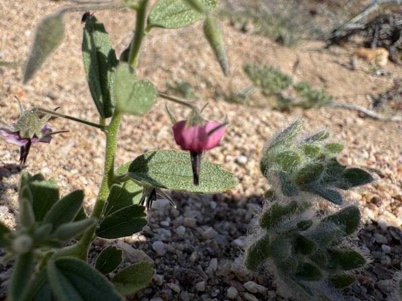 Hermannia solaniflora photo 2