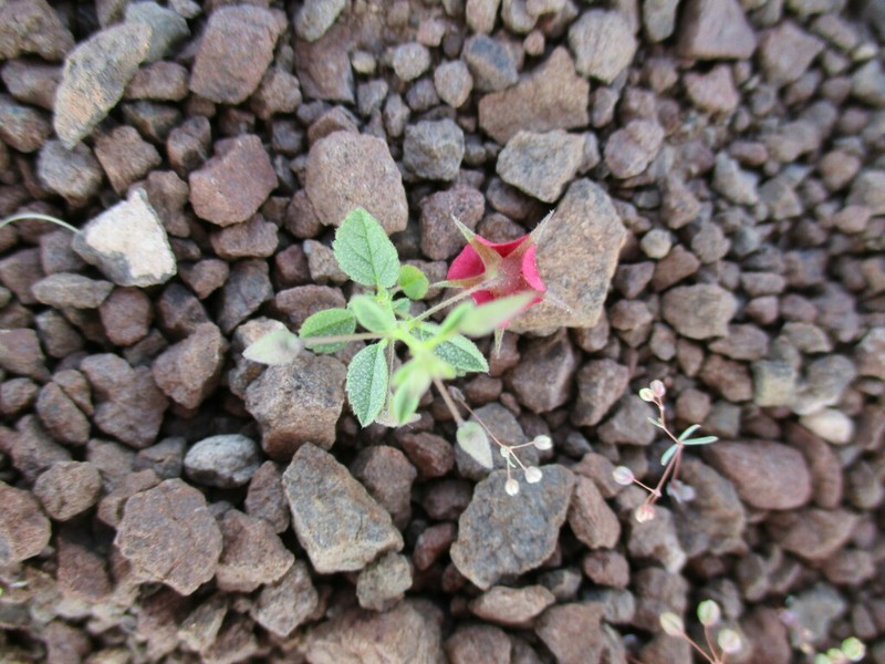 Hermannia solaniflora photo 3