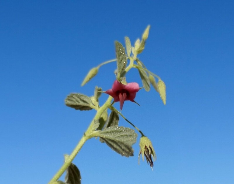 Hermannia solaniflora photo 4