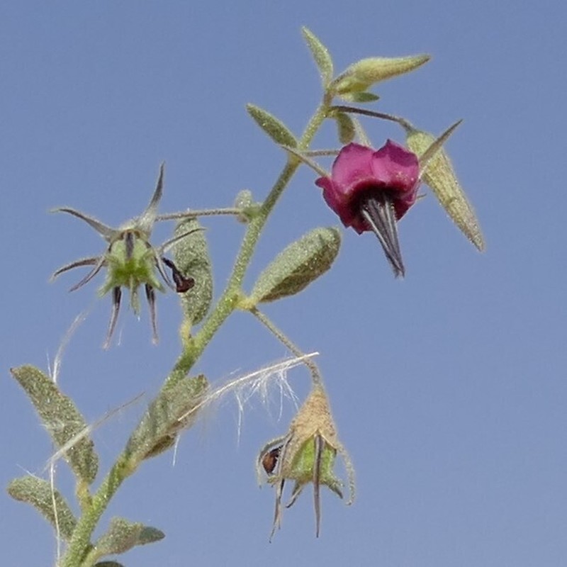 Hermannia solaniflora photo 5