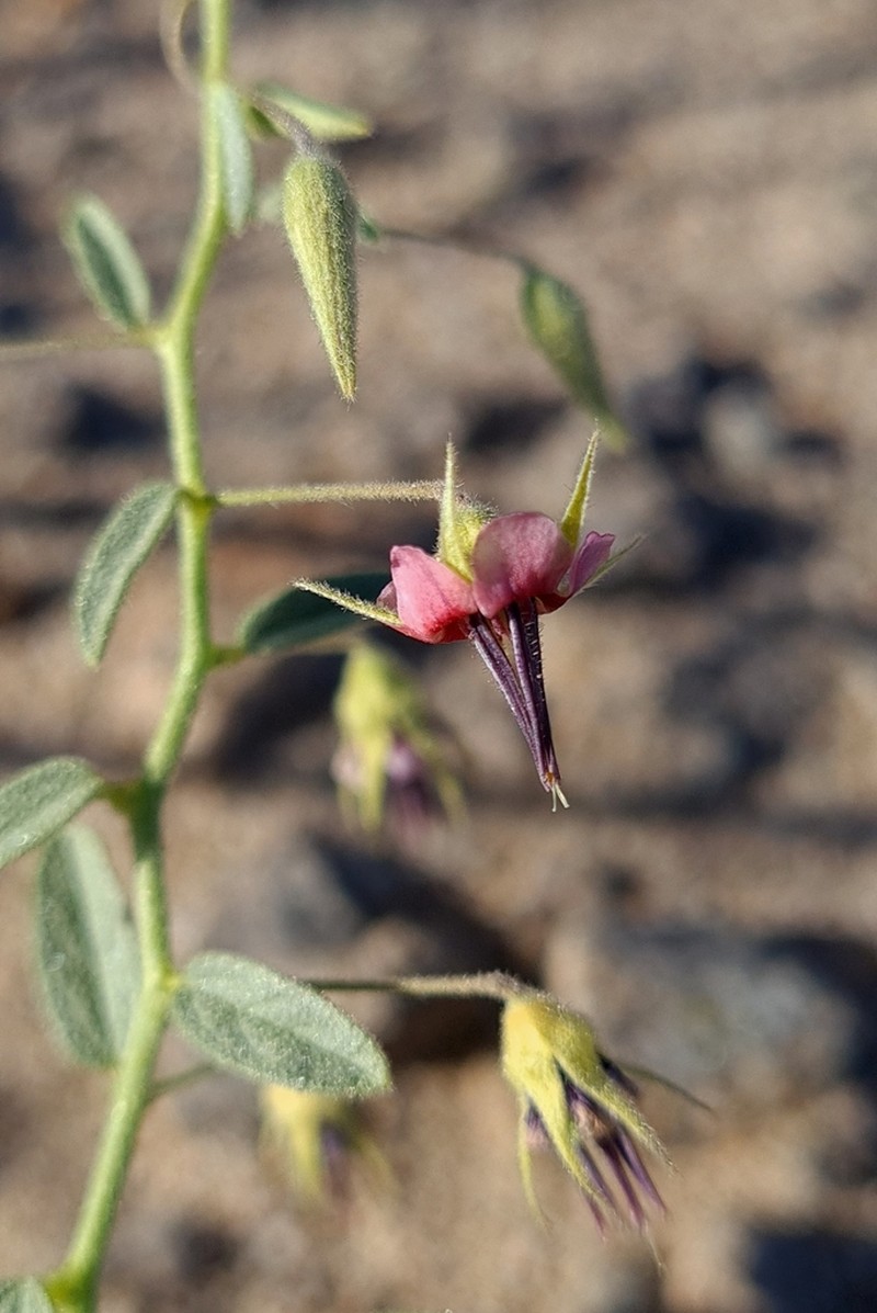 Hermannia solaniflora photo 6