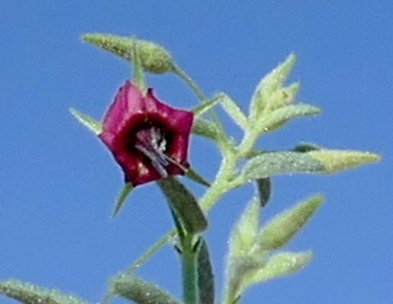 Hermannia solaniflora photo 7