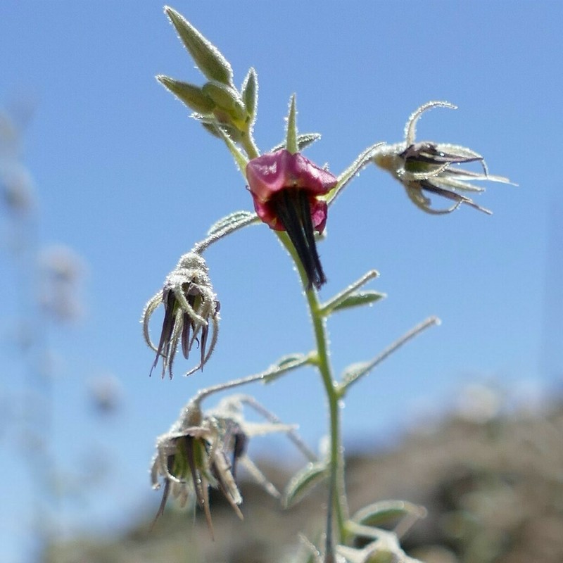 Hermannia solaniflora photo 8