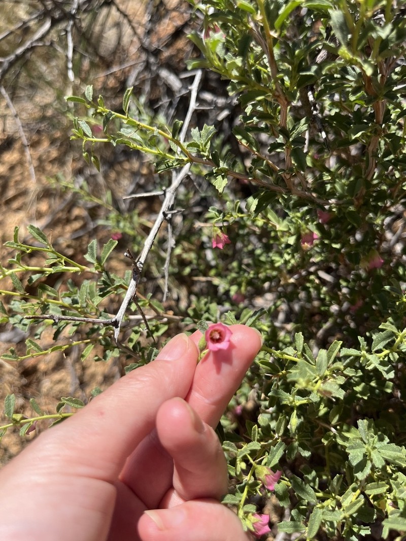 Hermannia spinosa