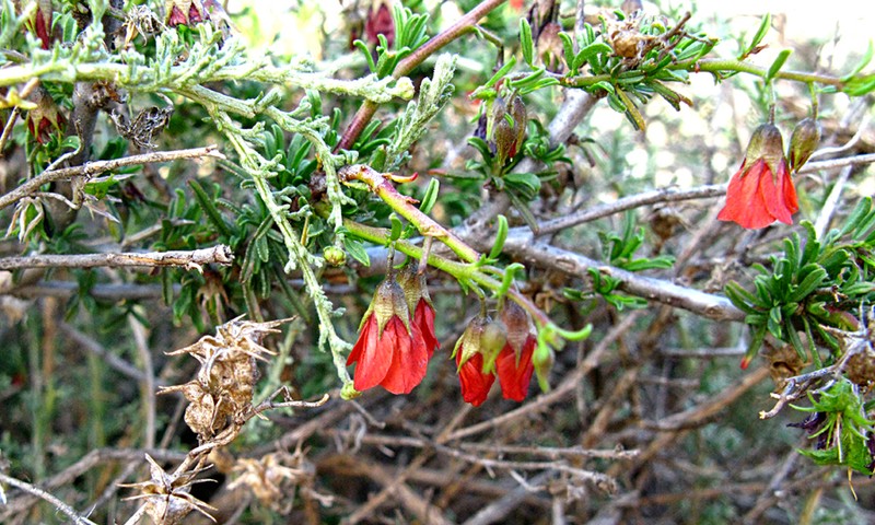Hermannia spinosa photo 2