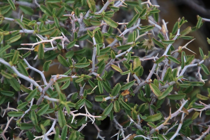 Hermannia spinosa photo 3