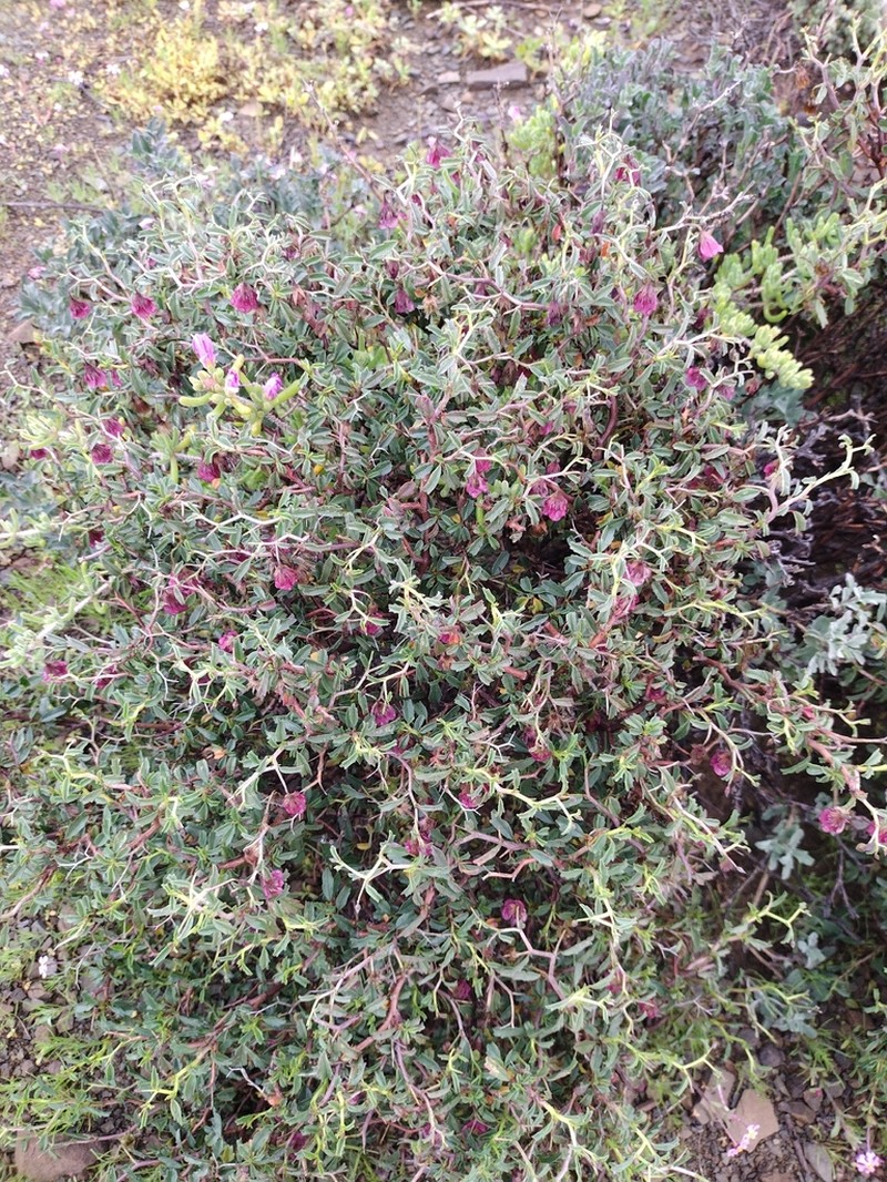 Hermannia spinosa photo 4