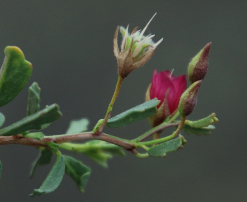 Hermannia spinosa photo 5