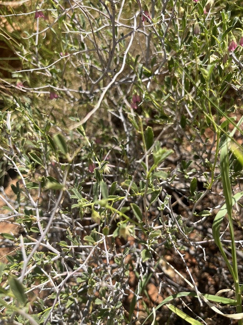 Hermannia spinosa photo 6