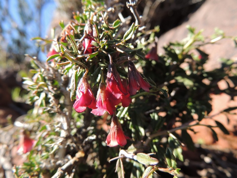 Hermannia spinosa photo 7