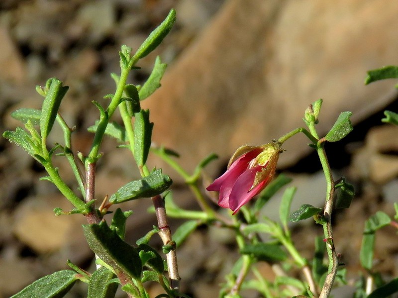 Hermannia spinosa photo 8