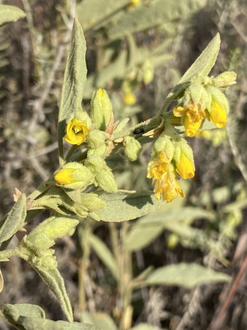 Hermannia staurostemon