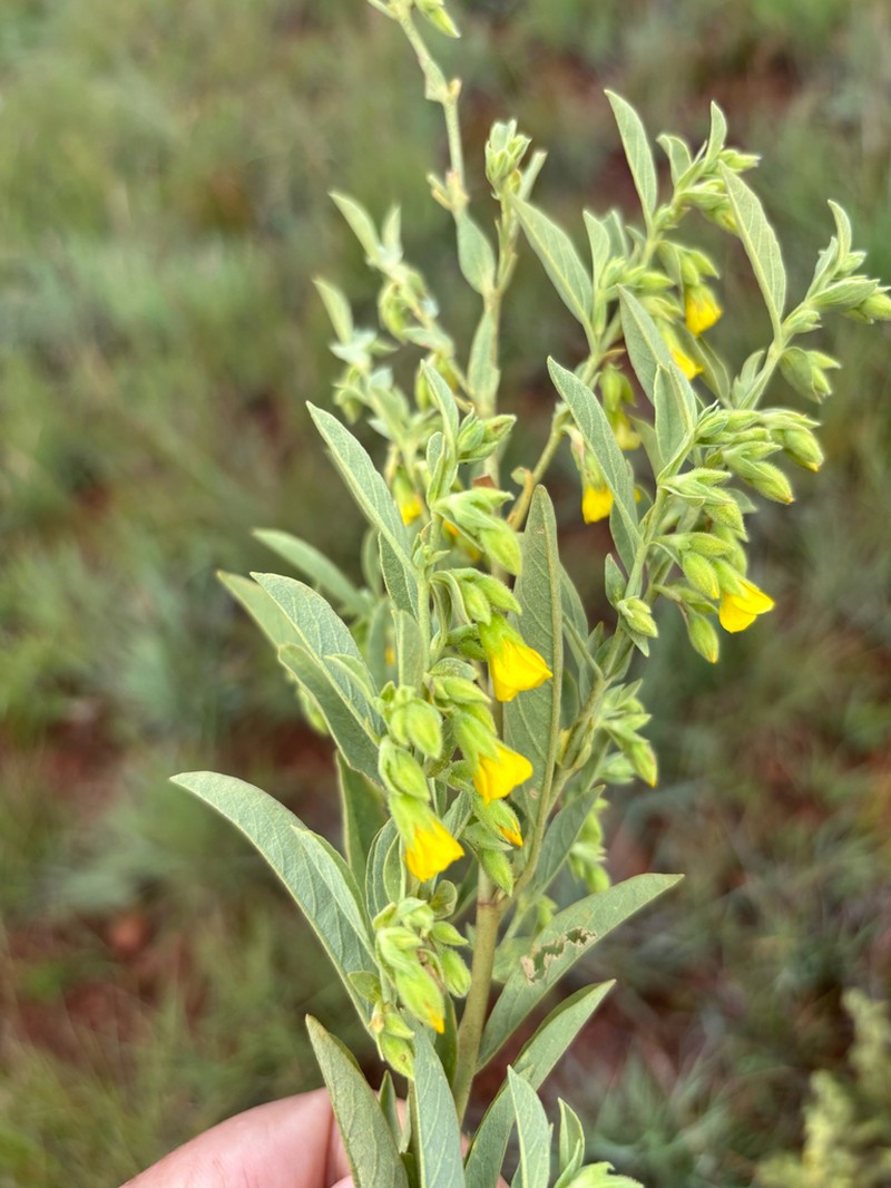 Hermannia staurostemon photo 2