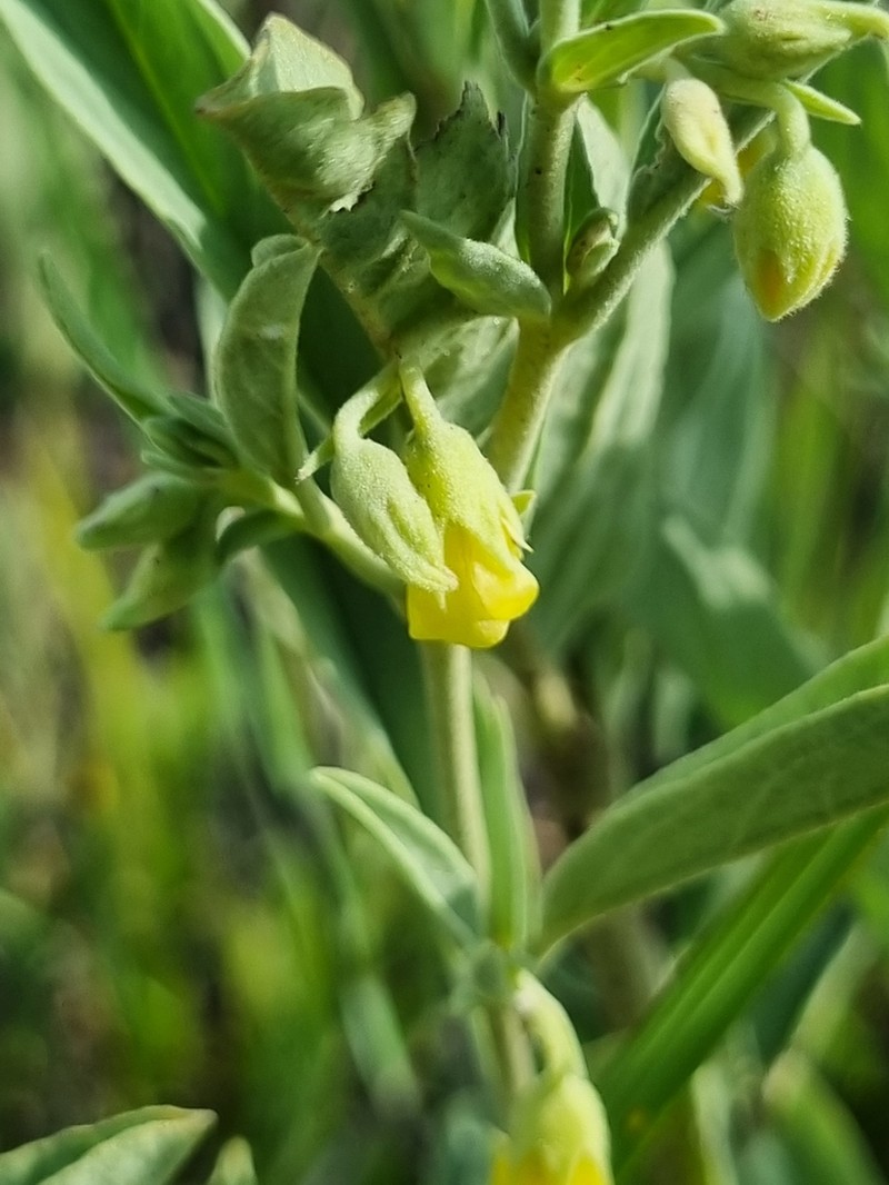 Hermannia staurostemon photo 6