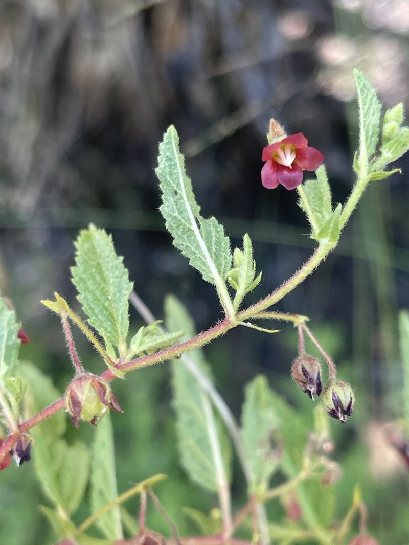 Hermannia stellulata