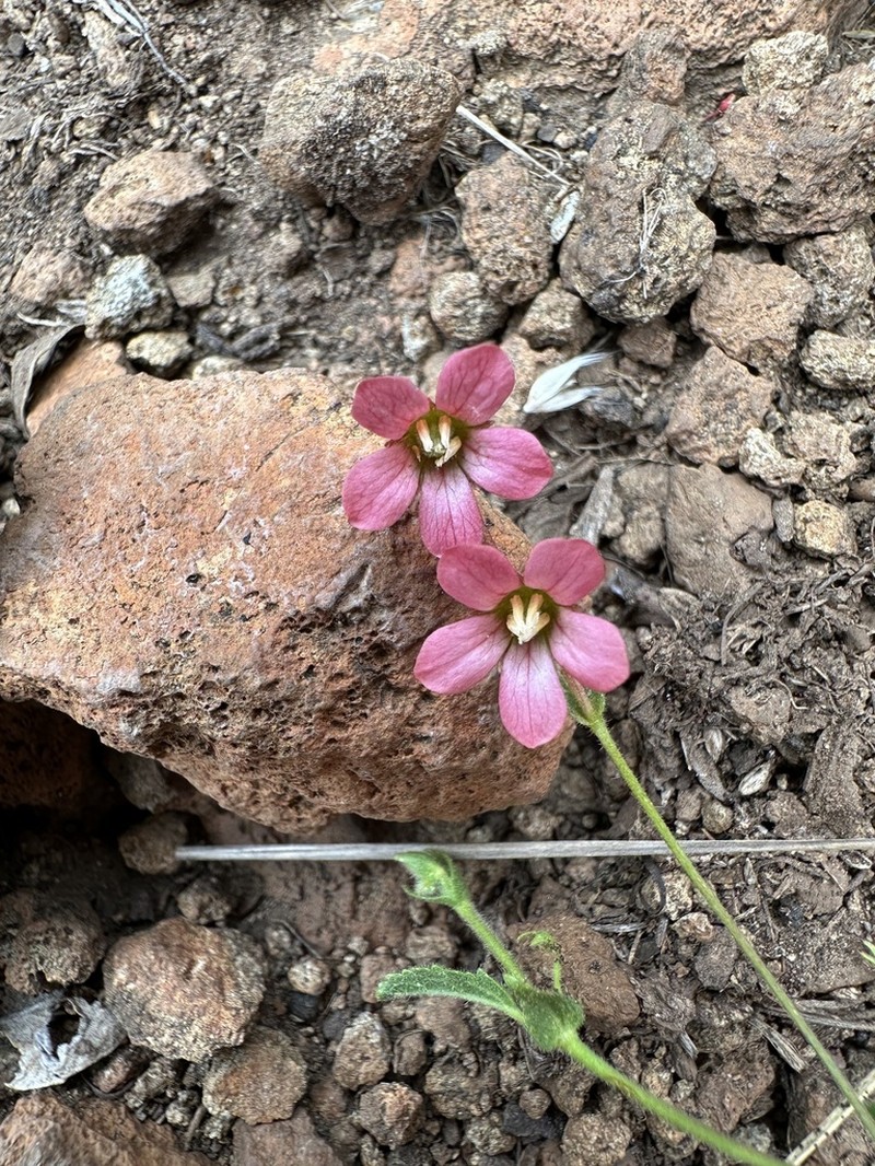 Hermannia stellulata photo 2