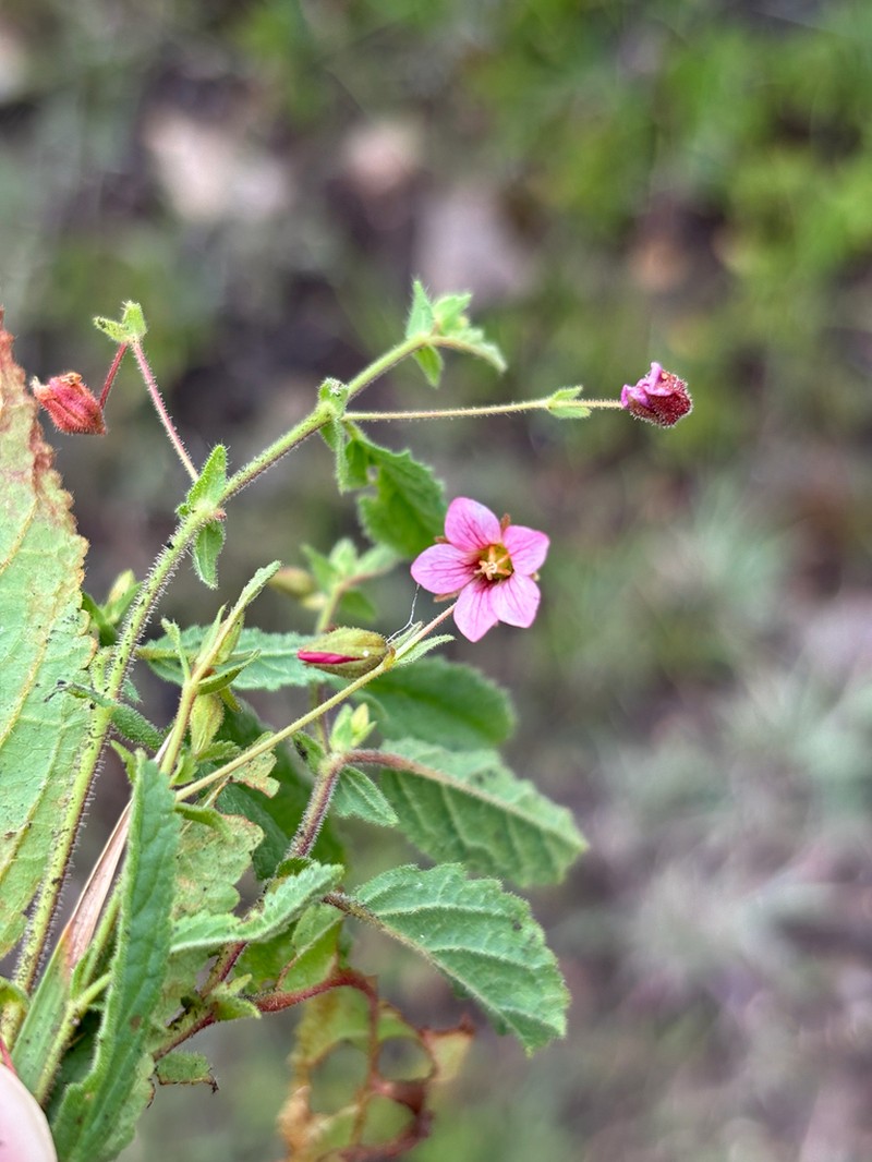 Hermannia stellulata photo 3