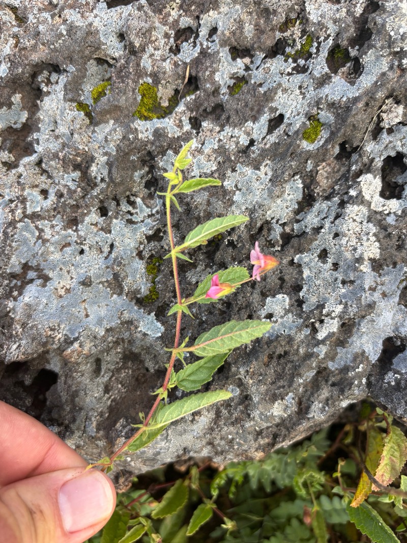 Hermannia stellulata photo 4
