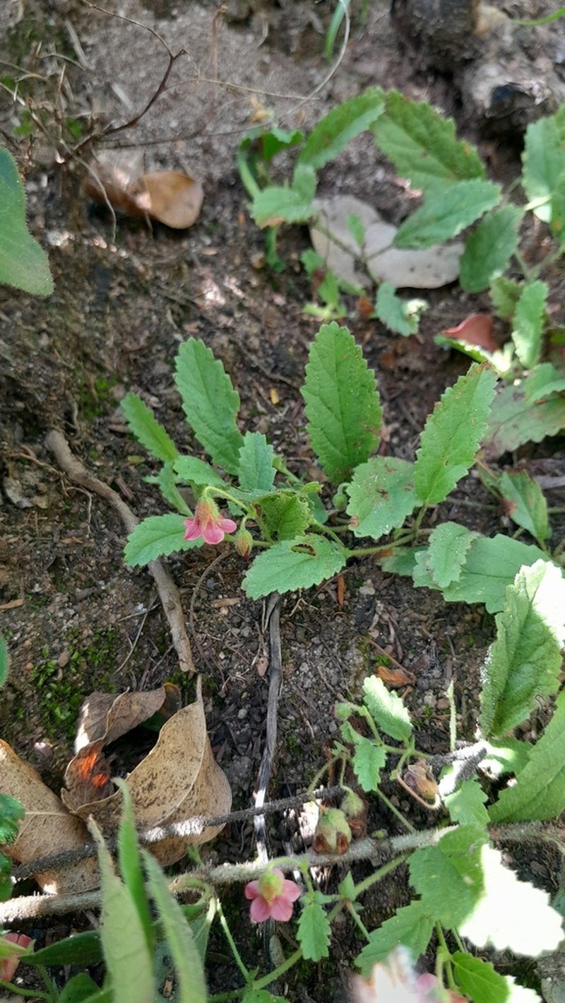 Hermannia stellulata photo 5
