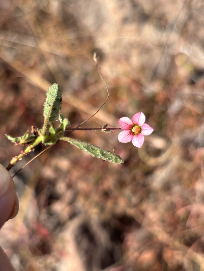 Hermannia stellulata photo 6