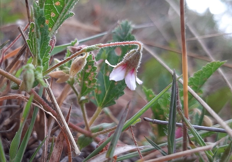 Hermannia stellulata photo 7