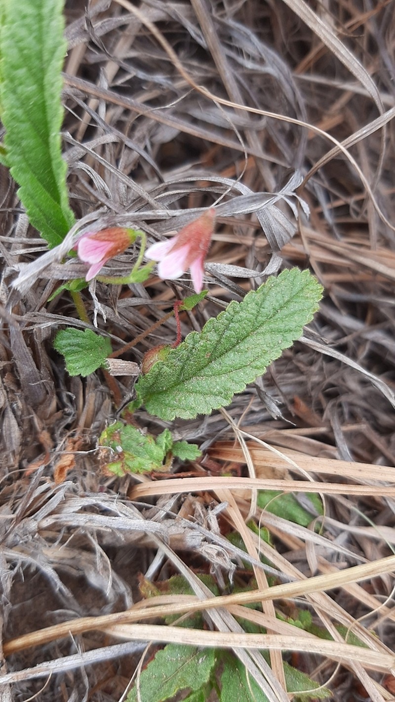Hermannia stellulata photo 8