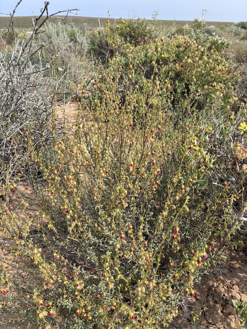 Hermannia stipitata photo 2