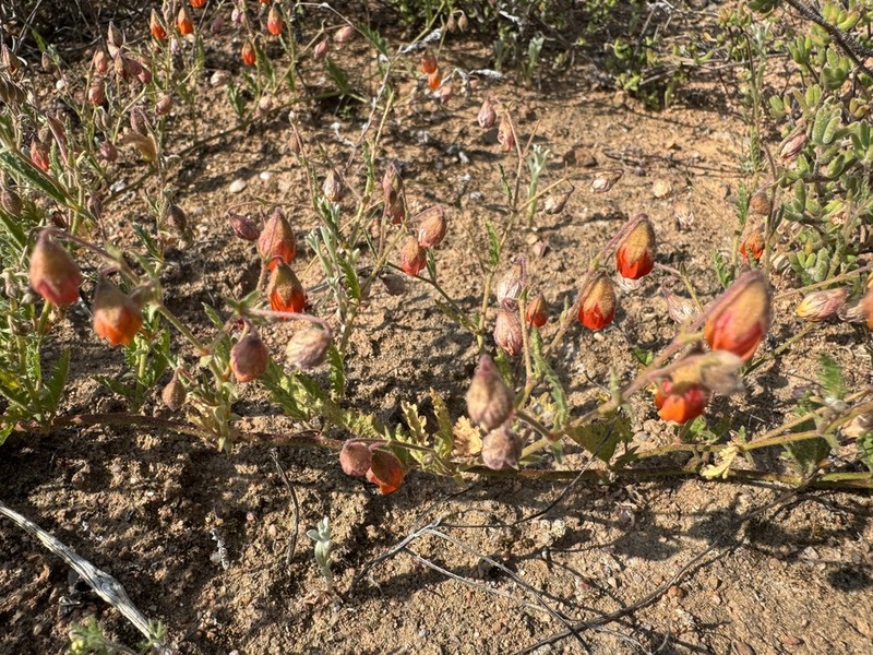 Hermannia stipitata photo 3