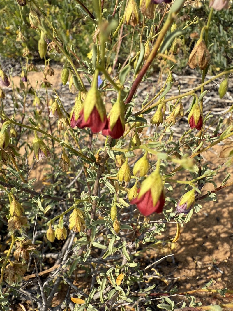 Hermannia stipitata photo 4