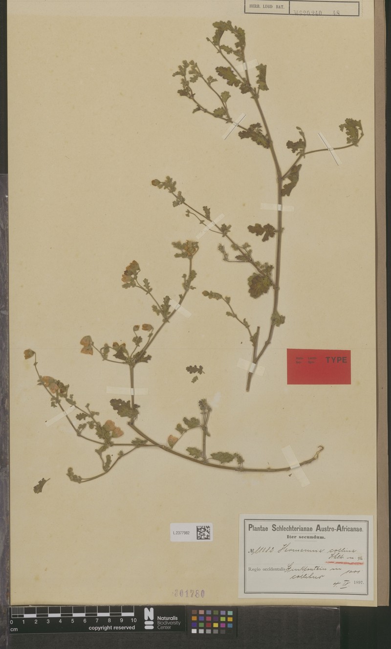 Hermannia stipitata photo 5