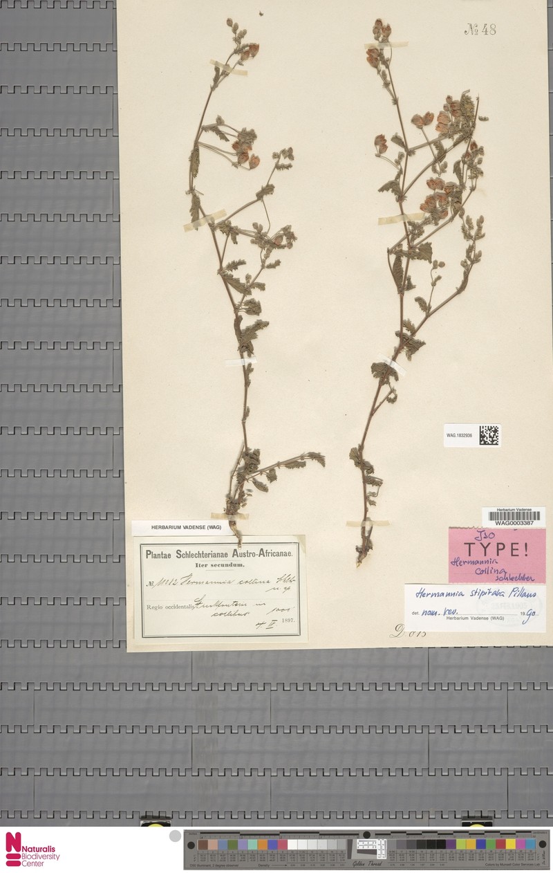 Hermannia stipitata photo 6