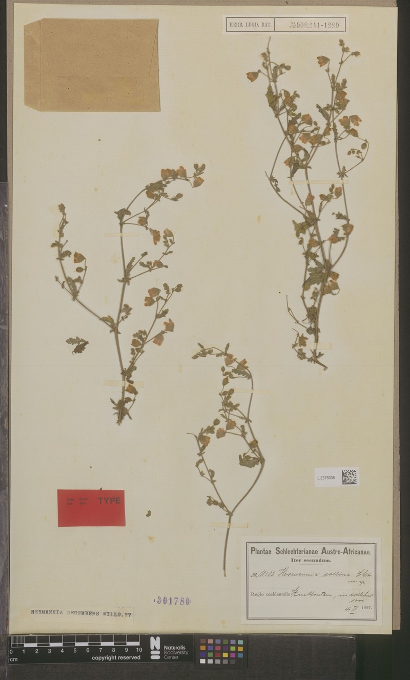 Hermannia stipitata photo 7