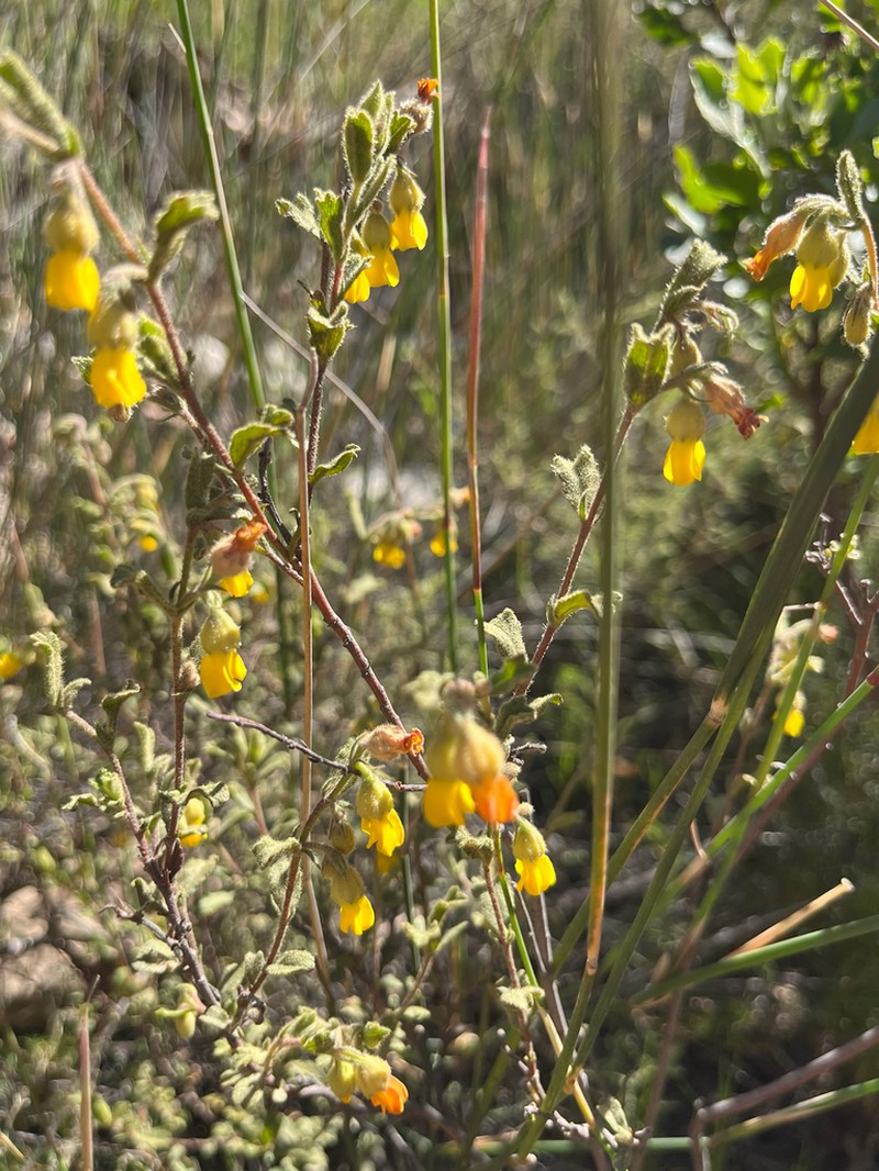 Hermannia stipulacea