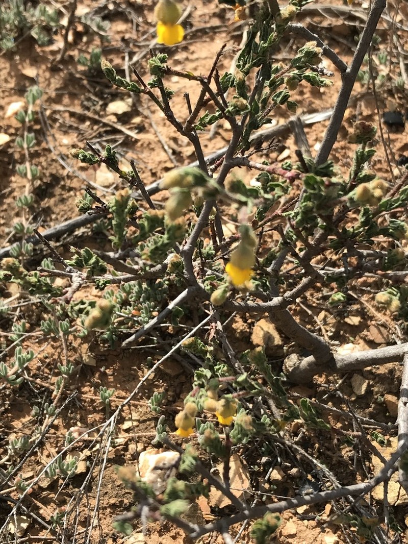 Hermannia stipulacea photo 2