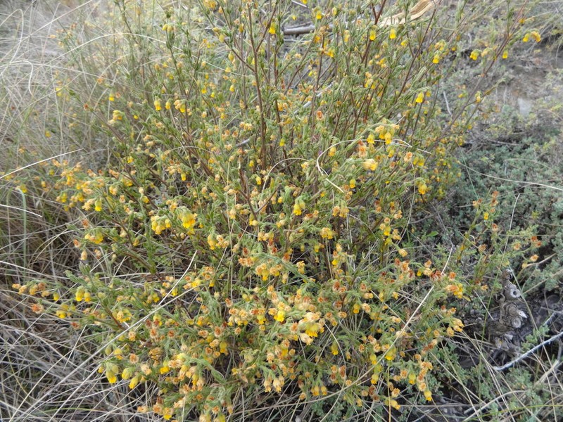 Hermannia stipulacea photo 3