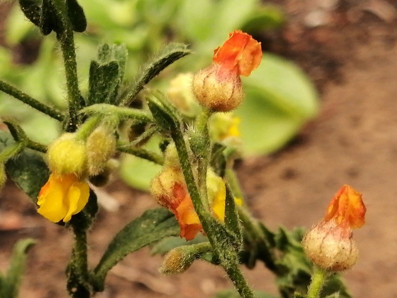 Hermannia stipulacea photo 4