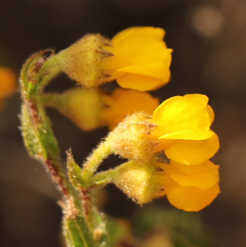 Hermannia stipulacea photo 5