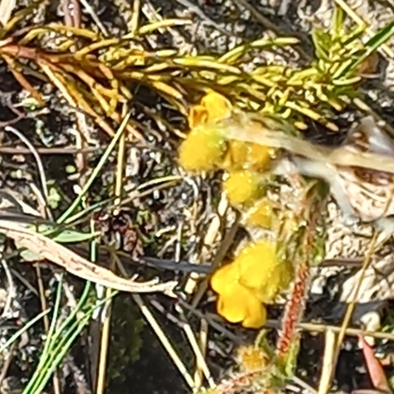 Hermannia stipulacea photo 6