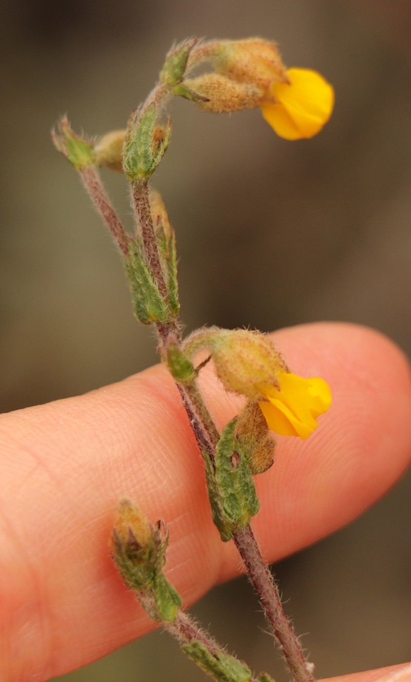 Hermannia stipulacea photo 7