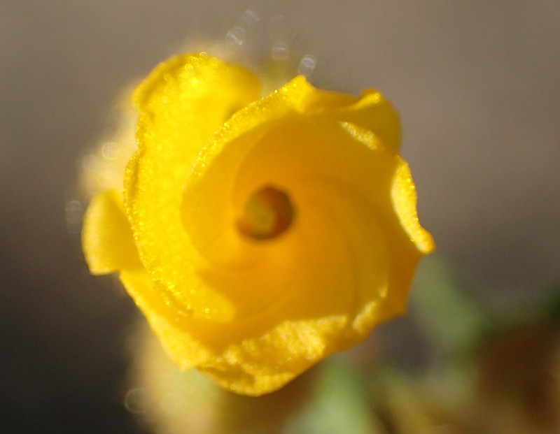 Hermannia stipulacea photo 8